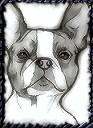 Boston Terrier