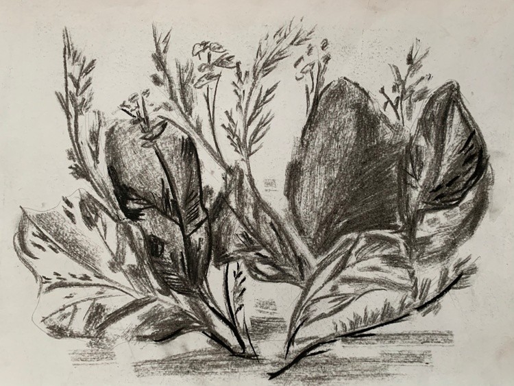 sketch of herbaceous plants