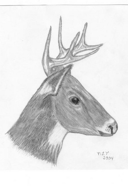 Deer head