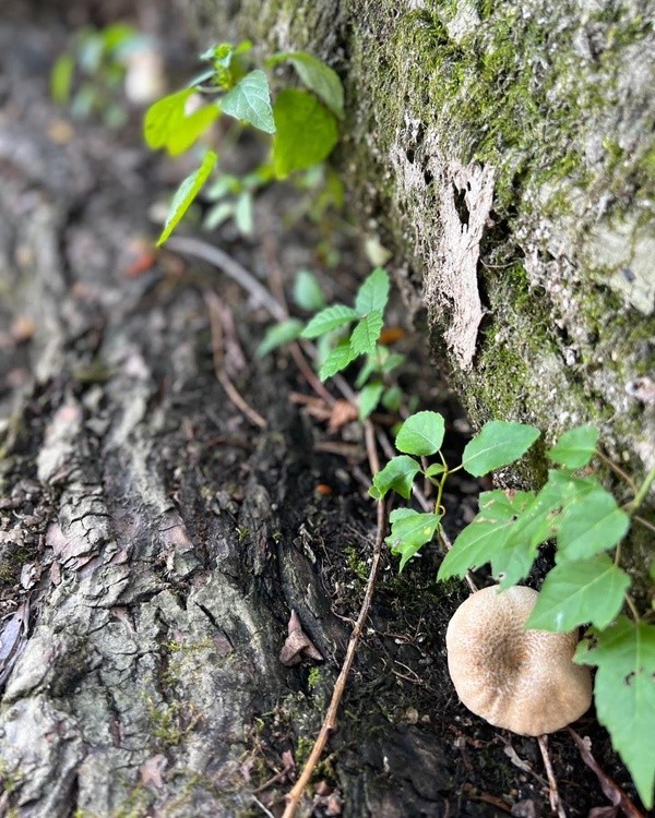 Mushroom Obsession