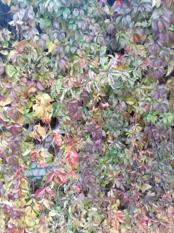AutumnInUkraineB