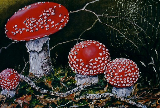 FOREST FUNGI
