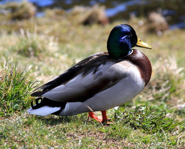 Duck in spring mood
