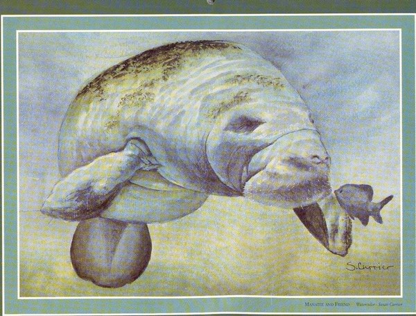 Florida Manatee