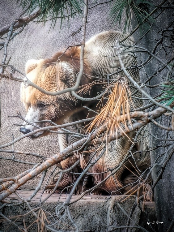 Grizzley In the Trees