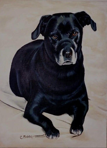 Bear