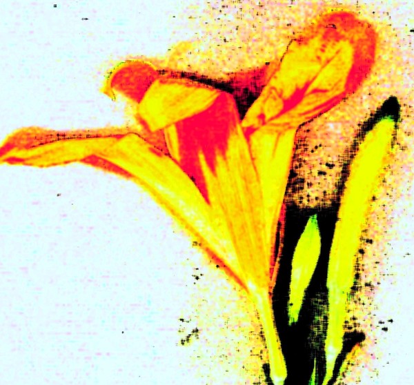 Tiger Lily Seed