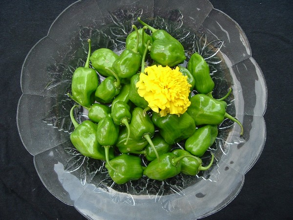 A gift from the garden.