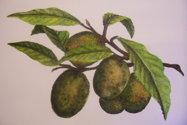 fruit of labor