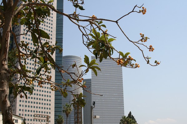 Tel-Aviv towers