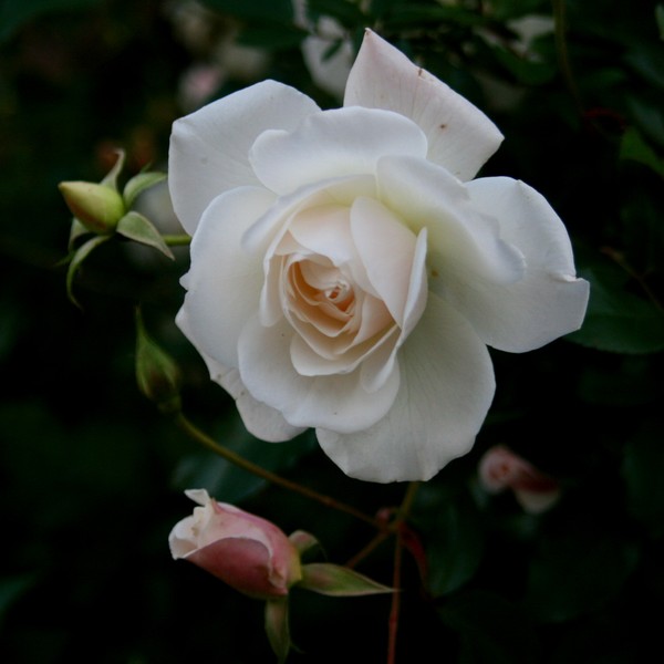 And the white rose is a dove
