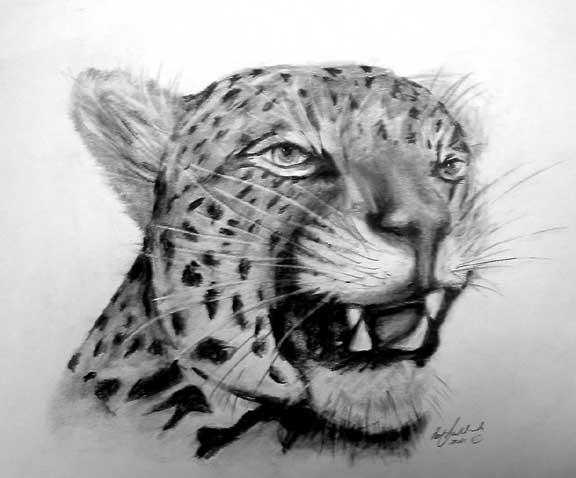 leopard