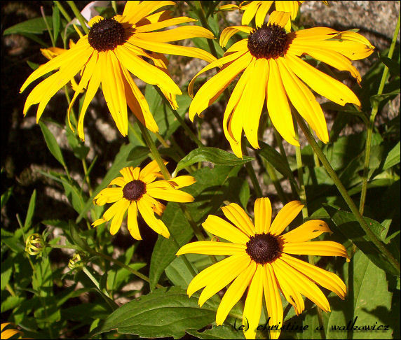 Black Eyed Susans
