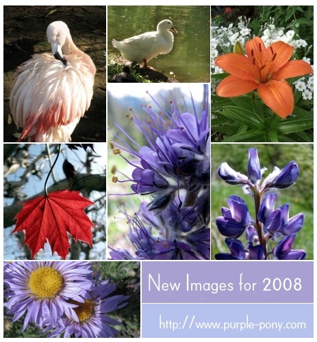 New photos for 2008
