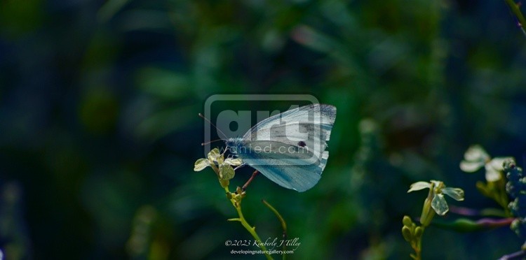 Cabbage White P0847