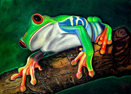 RED-EYED TREEFRG