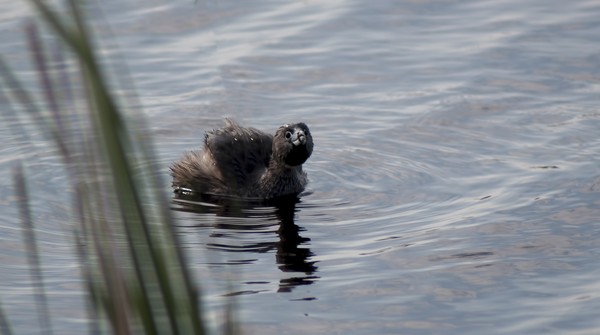 Pied-billed Grebe