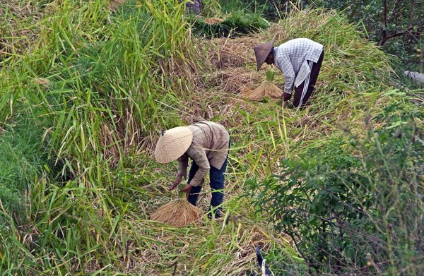 Harvesting the rice