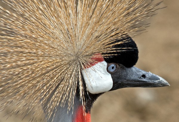 Crowncrane