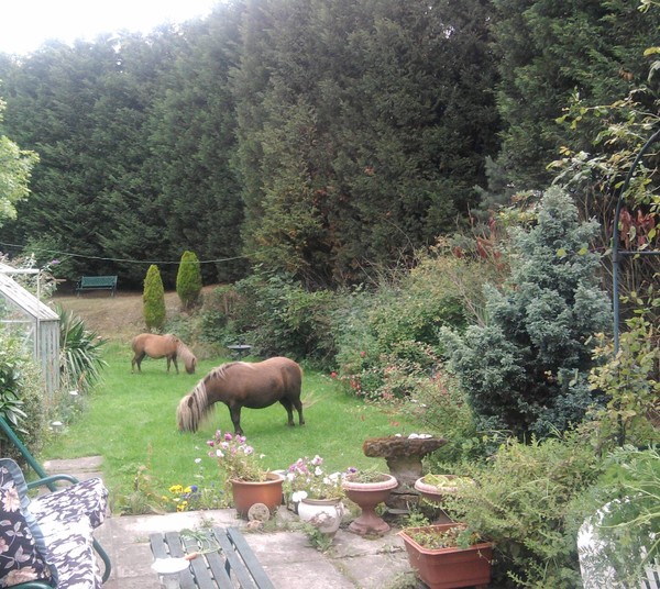My new lawnmowers