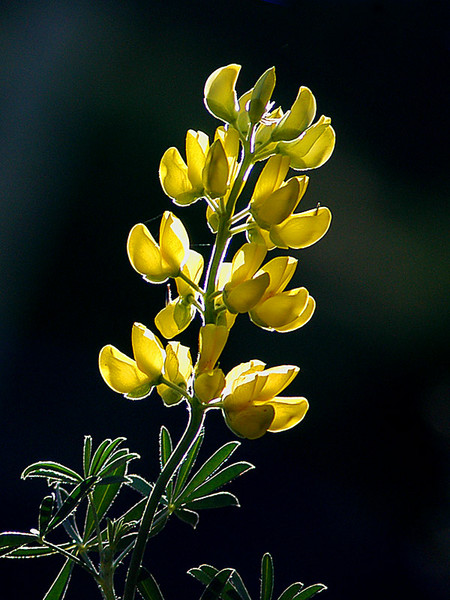 Lupine