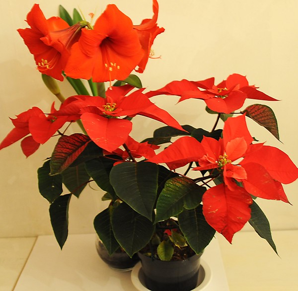 Amaryllis and Poinsettia