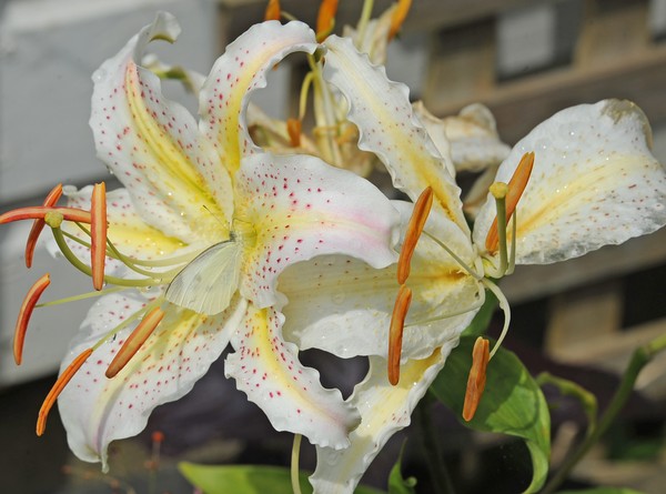Lilies with White Butterfly