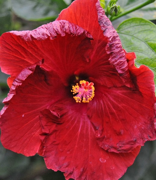 Longwood Hibiscus