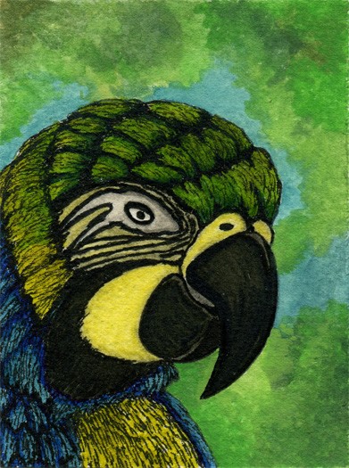Parrot