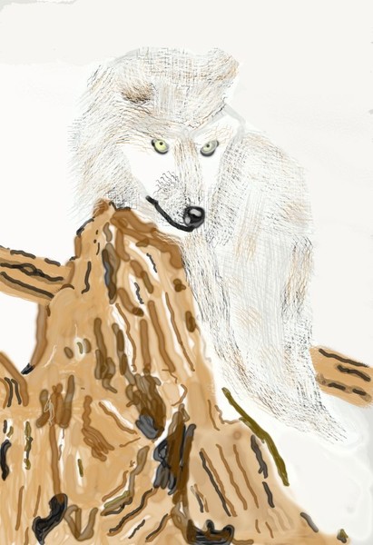O278a Arctic Fox