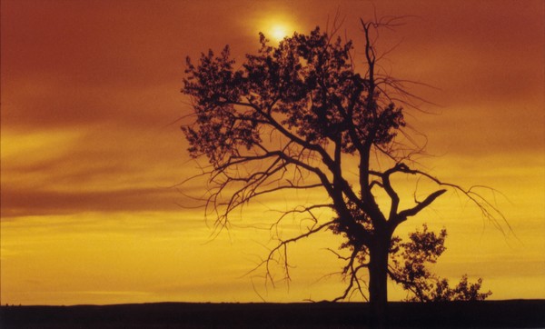 orange tree original