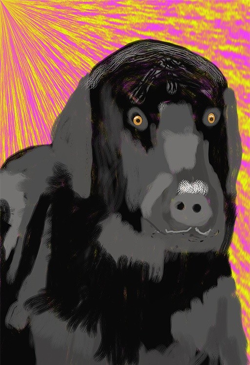 Black lab   P401