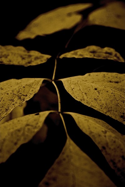 Autumn Leaves