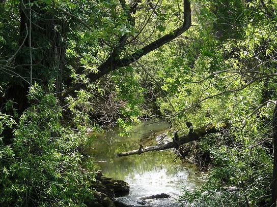 THE CREEK BED