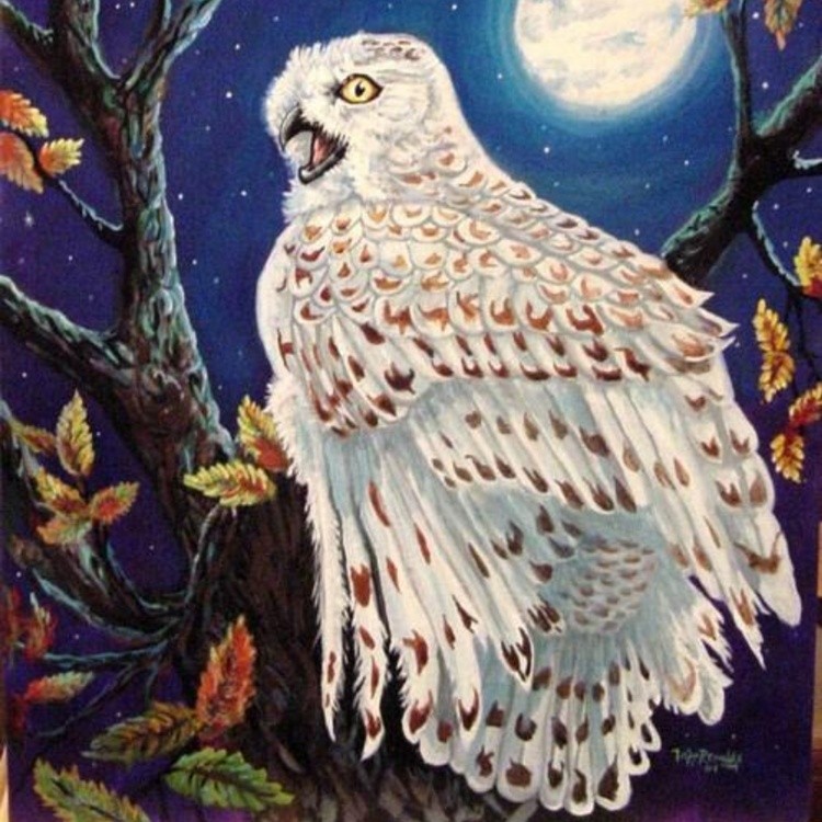 NIGHT EYES