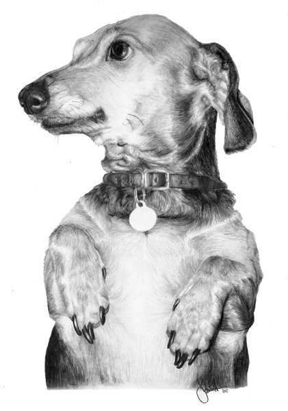 Daschound Commision