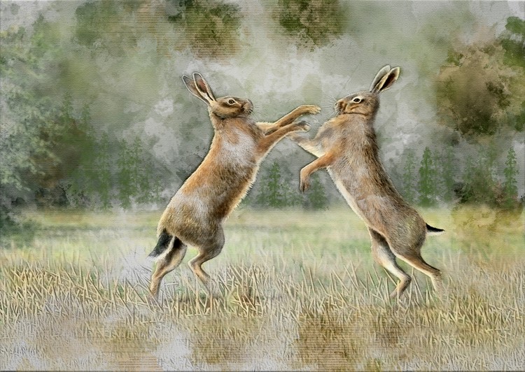 fighting hares