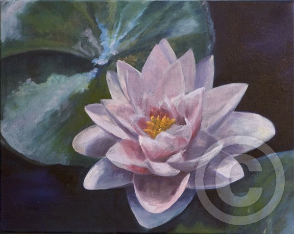 Waterlily