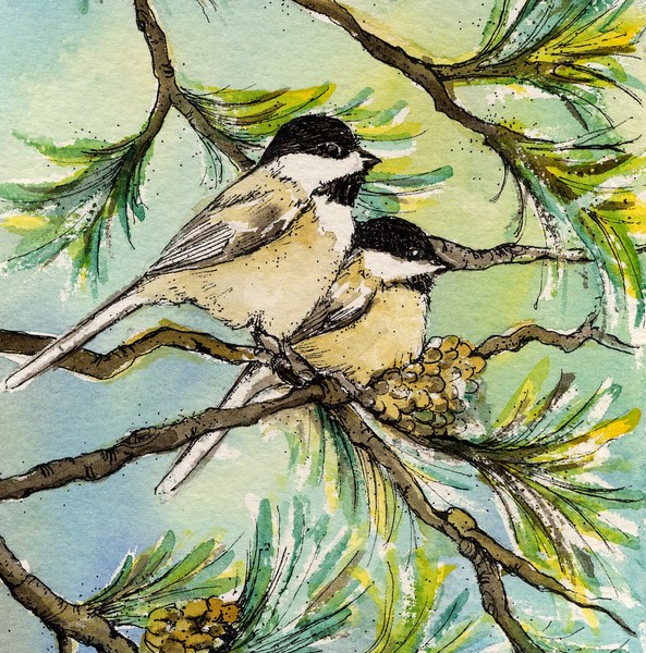 Chickadee in Pines