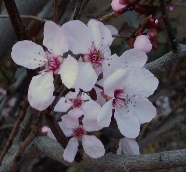 Red Plum