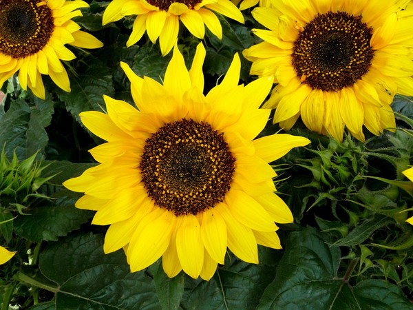 Sunflowers