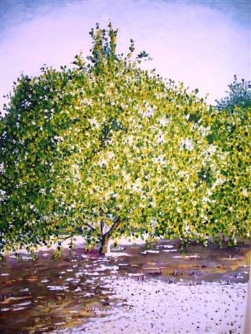 Laranjeira em flor