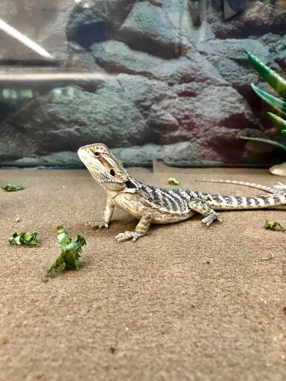 At the Pet Store