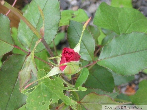 Red Rose