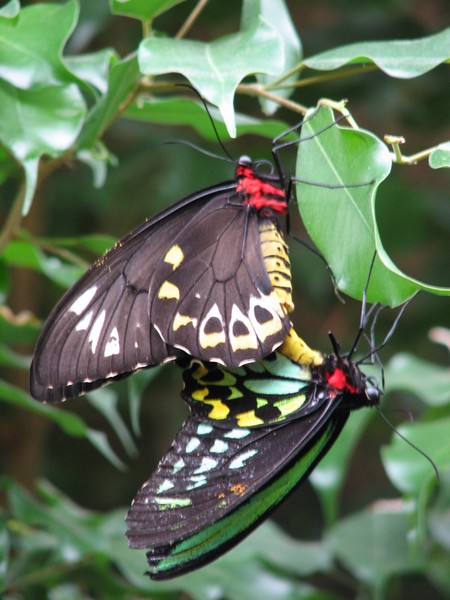 Cairns Birdwing mating 