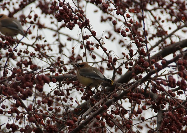 Handsome Cedar waxwing eating crab apples