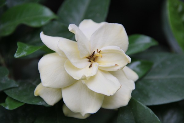 Vanilla Creme flower