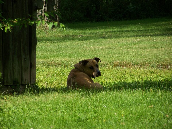 Dog Days of Summer