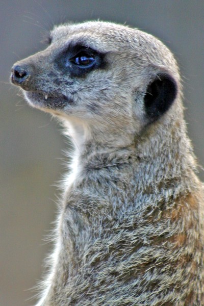 Magical Meerkat