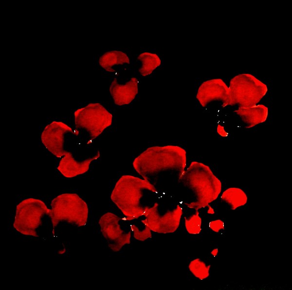 red flowers